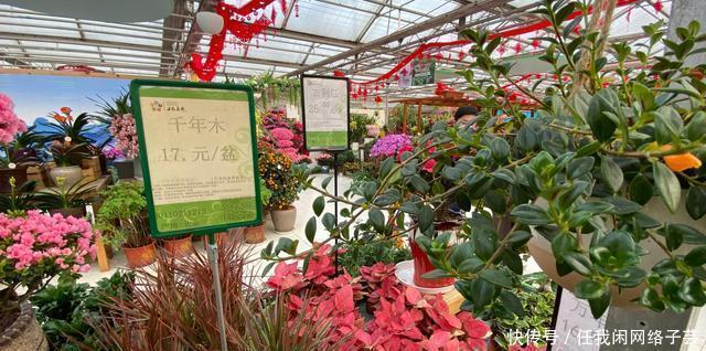 北京开了第一家绿植花卉大超市,就在南三环边上明码标价新鲜实惠