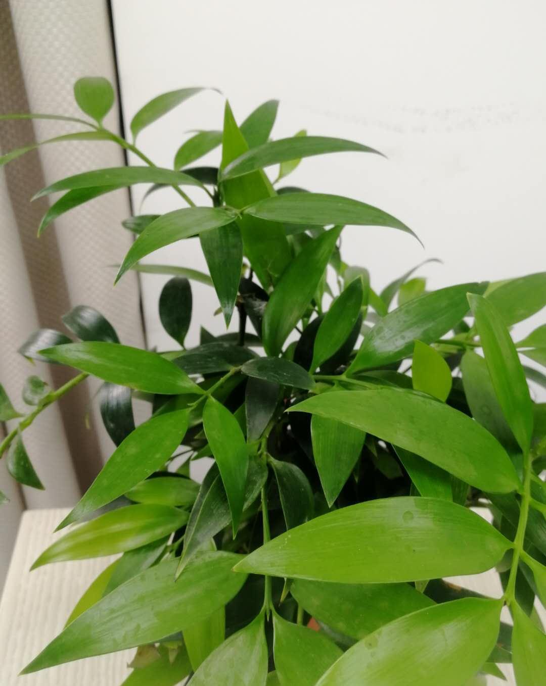 这3种花,最适合放在办公桌,赚钱容易没烦恼,提神又醒脑