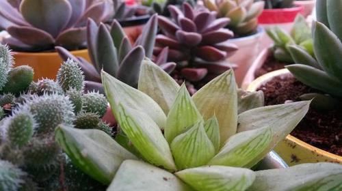 多肉植物|多肉,懒人花友的“心头好”,上班族的“小萌宠”,好看又好养