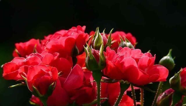 波斯菊|据说,这是世界上“最稀有”的10种花,赶紧瞧瞧也没有你认识的