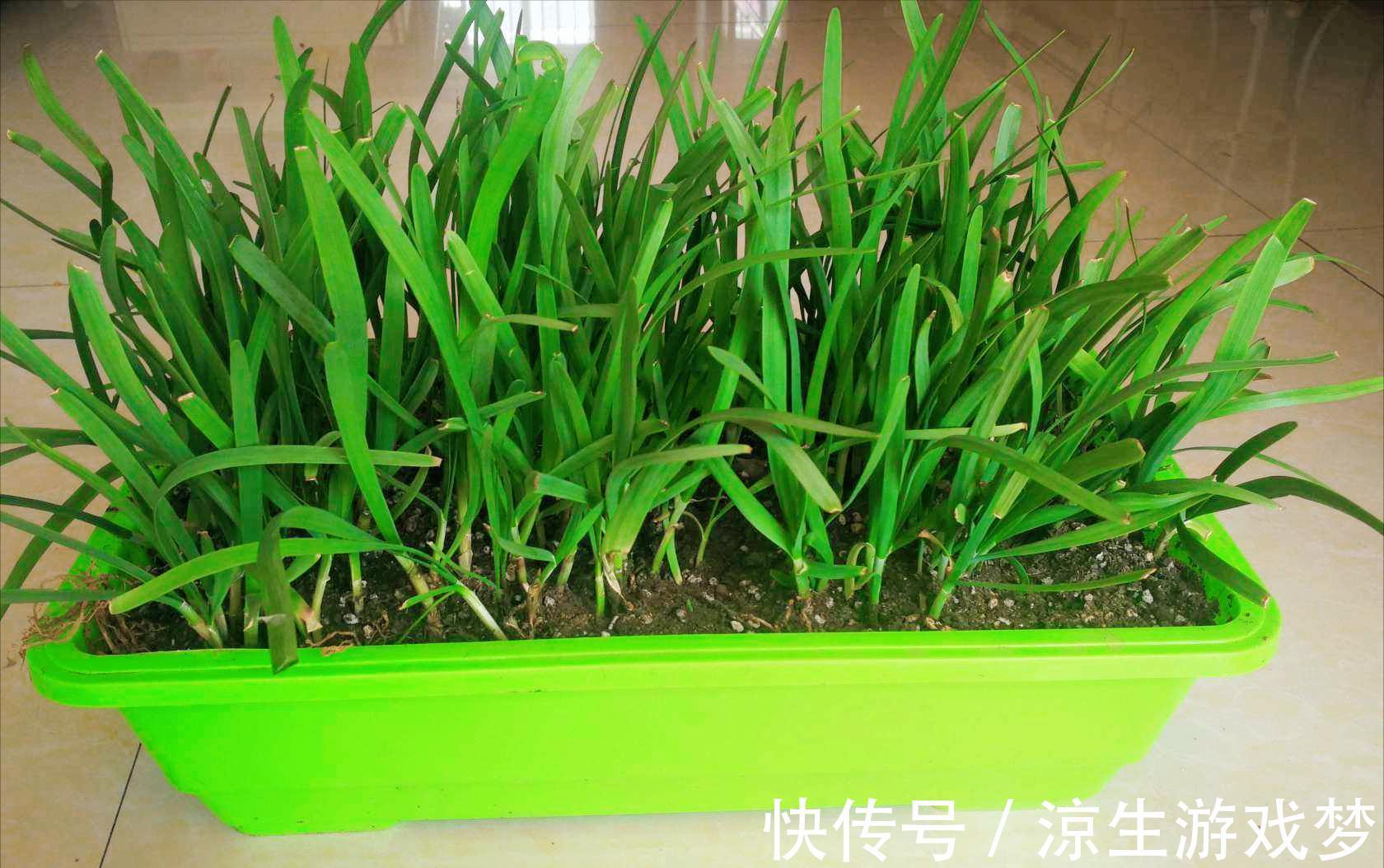 9种蔬菜根别扔掉,15天变盆景,吃不完就留着欣赏