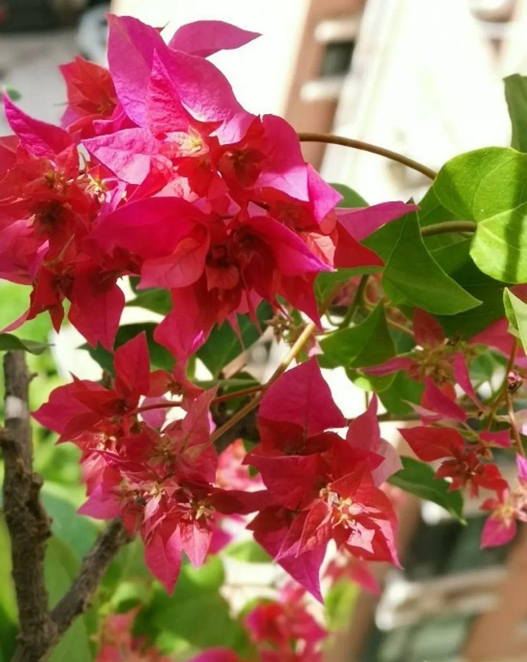 准备好，这花下个月要开，赶紧施肥、催花