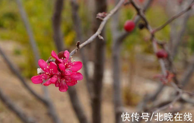 中科院|春花竟在冬日悄然绽放，专家：今夏降水多，秋季气温高