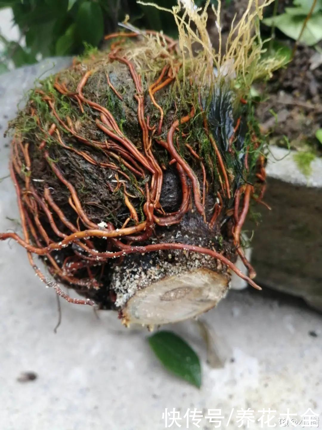 大粗杆子扦插，泥巴一裹就生根，秒变老桩大户