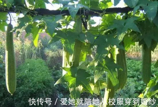 丝瓜|“冰糖+食醋”,不到两周,颈椎病消了,头晕手麻也拜拜