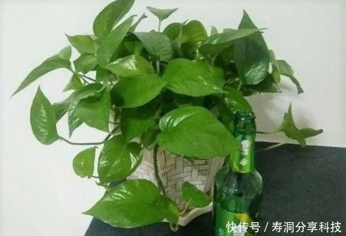 开花|张大爷养花,加点生长剂,叶绿开花多,养啥都爆盆