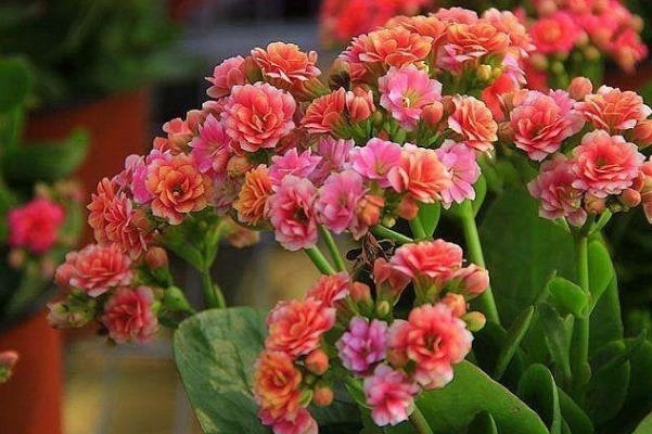 花语|此花寓意长命百岁,象征长寿安康、多子多孙,是传统的长寿之花!