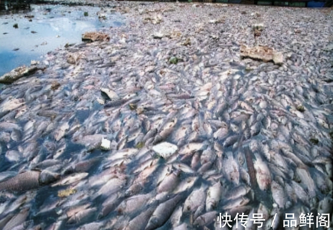 二甲基|5类鱼没营养,对人体有害,但很多人爱吃