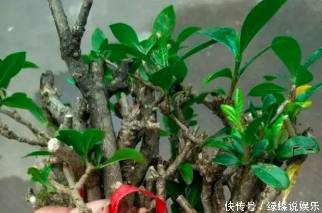 枝条|夏季怎么快速繁殖栀子花一把栀子花枝条,一个水桶,20天生根