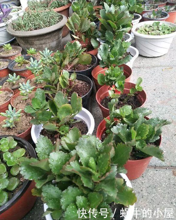 扦插长寿花?掌握4点,插一盆爆一盆,满阳台全是花