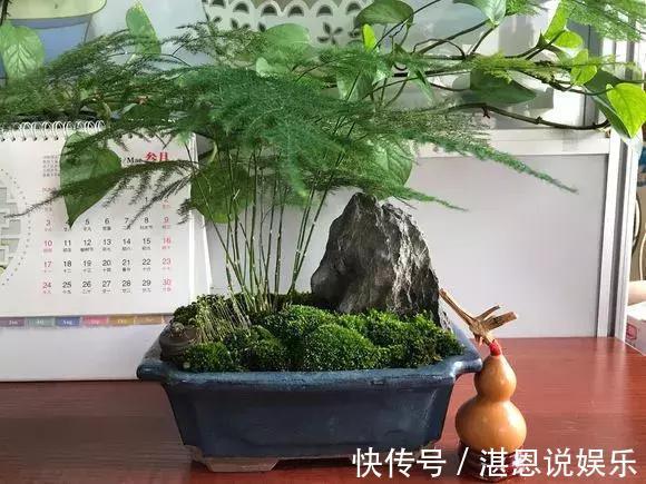 黄叶|养文竹总是黄叶，找准3个原因，长得茂密旺盛，变成“翠绿球”