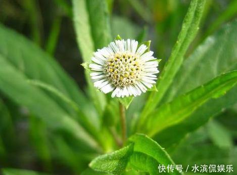 中医|“早生白发”最好用的方子，2味中药泡茶饮，补虚又乌发