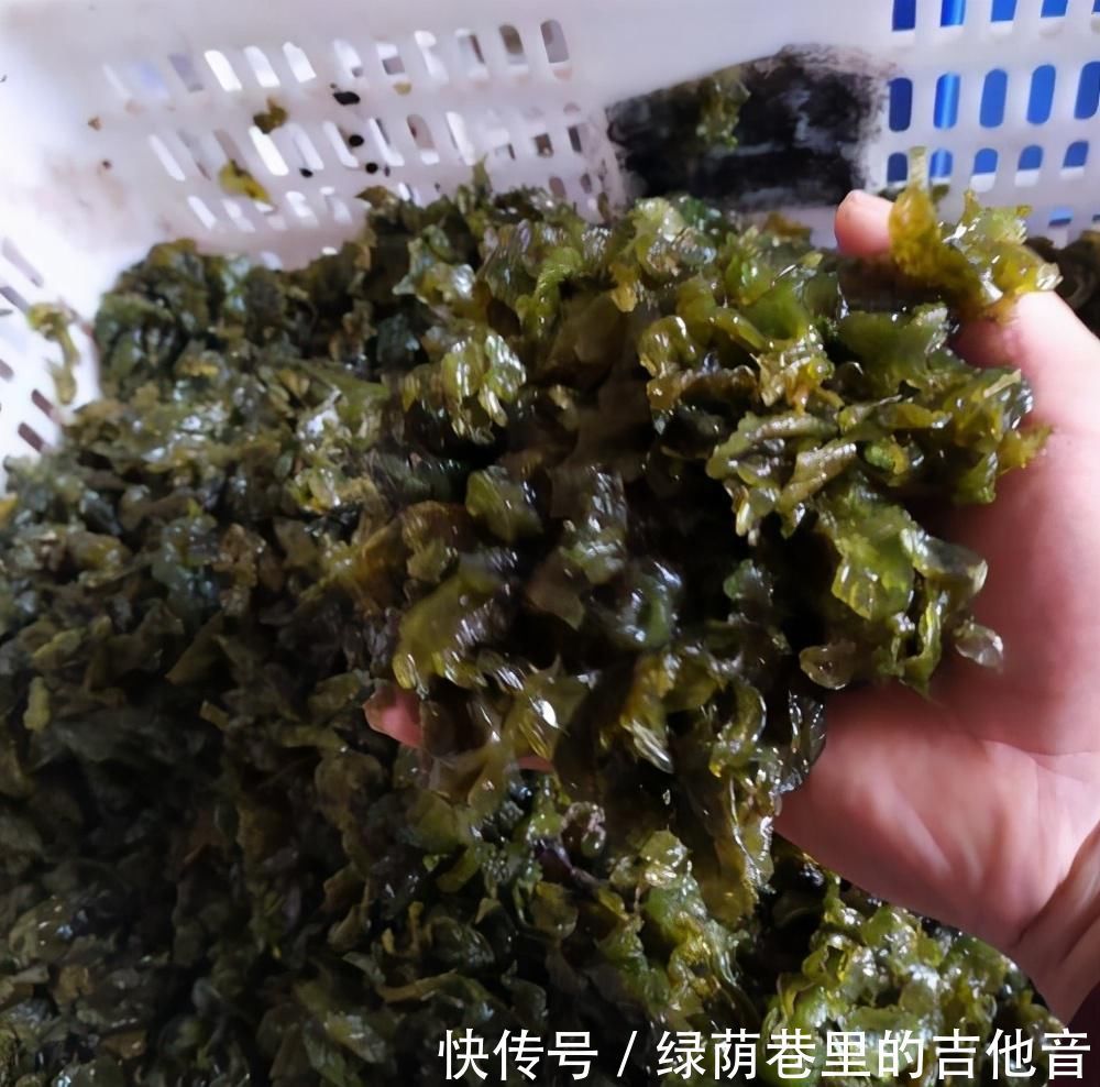刮油|这菜是“刮油高手”，很多人看不上它，用来炒鸡蛋，好吃到流口水