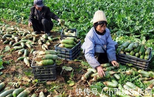 农村又现怪象：萝卜2毛一斤没人要，都不吃萝卜了吗？老民也无奈