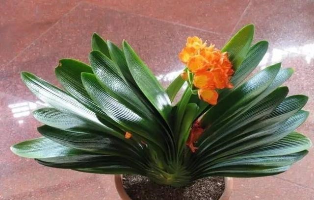 盆栽君子兰养了多年不开花,给它喝点这个就行了!