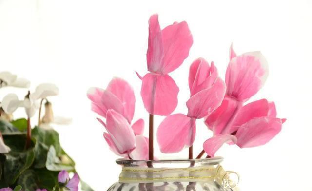 花友来稿|翩翩蝴蝶花还能开180天?看完文章你也可以