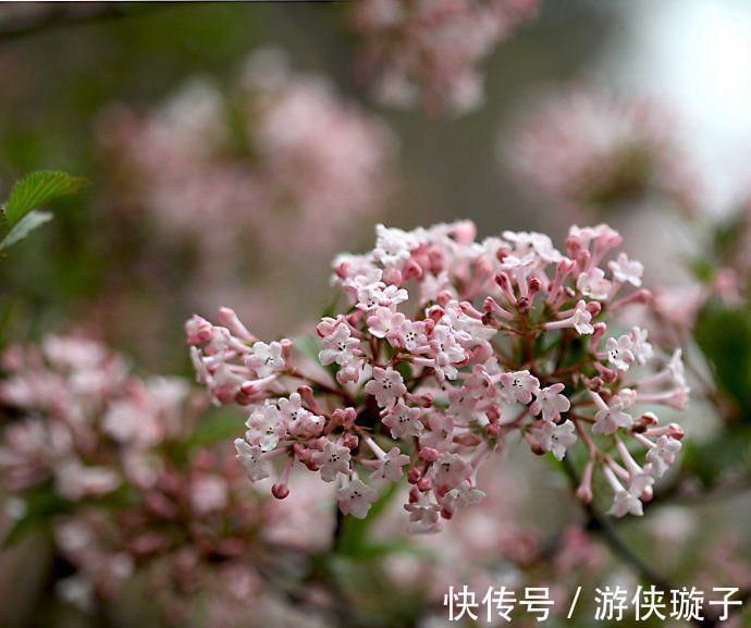 花语是至死不渝的爱的3种花,个个都很美,而且还容易养