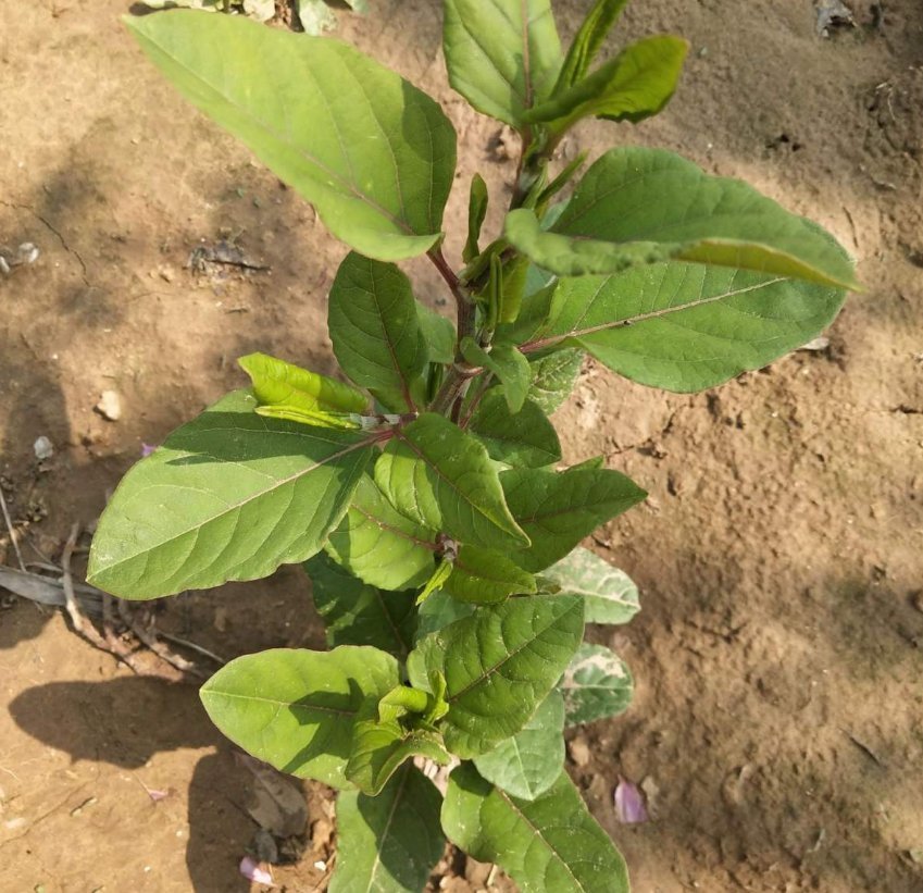 横行霸道的日本虎杖,在中国被吃怂了,10元一斤不够卖