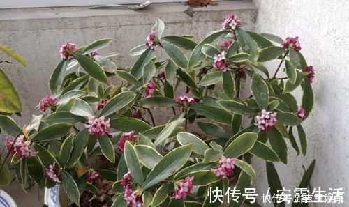 木香花|家里不通风、异味大,就养“3种花”,不仅有香味,还净化空气