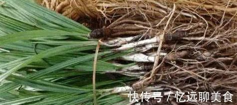 雄激素|农村不起眼的野草,却是天然“雄激素”,补肾助阳