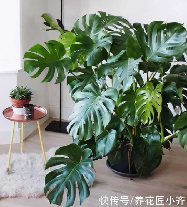 给花换盆移栽，想要快服盆，要学会“缓苗”技巧，多数人都做错了