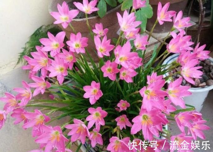 樱株丛|4种花美的出奇,色彩艳丽,盛开时如花海一样,令人流连忘返