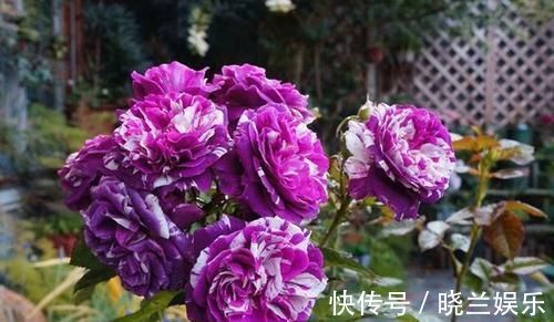 张大爷|张大爷的院子里只养1种花,一年观花200天,邻居看了都羡慕