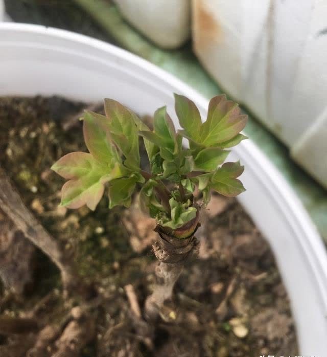 什么是抹芽？春天花芽分化，芍药，牡丹抹芽后，花开得更大