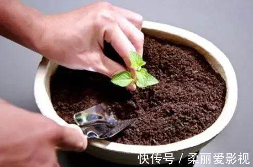 只要1样东西,保你的花从不烂根、黄叶,长得还比别人快10倍!