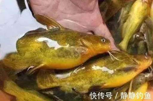 爆钓黄骨鱼,一晚上拉了34斤!钓友全部看哭了!