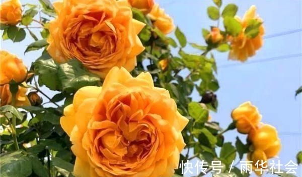 奥斯汀|此花一年开花300天,花朵会散发酒香味,院里养2棵3年爬满墙!