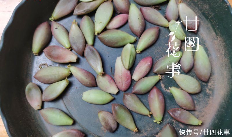 仙女杯|3类多肉不适合叶插，偶尔生根也难发芽，还是别费力气了