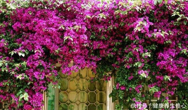 这几种花只能秋天扦插,到了春天爆盆,满枝头全是花!