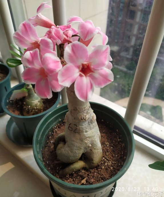 砂质土|沙漠般的天气还想养玫瑰？不用咋养，沙漠玫瑰就能怒放