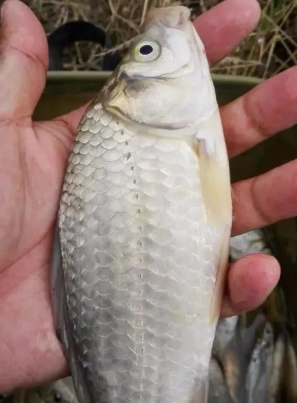 在冬季为啥总钓不到鱼?这3个原因我不说,你还蒙在鼓里