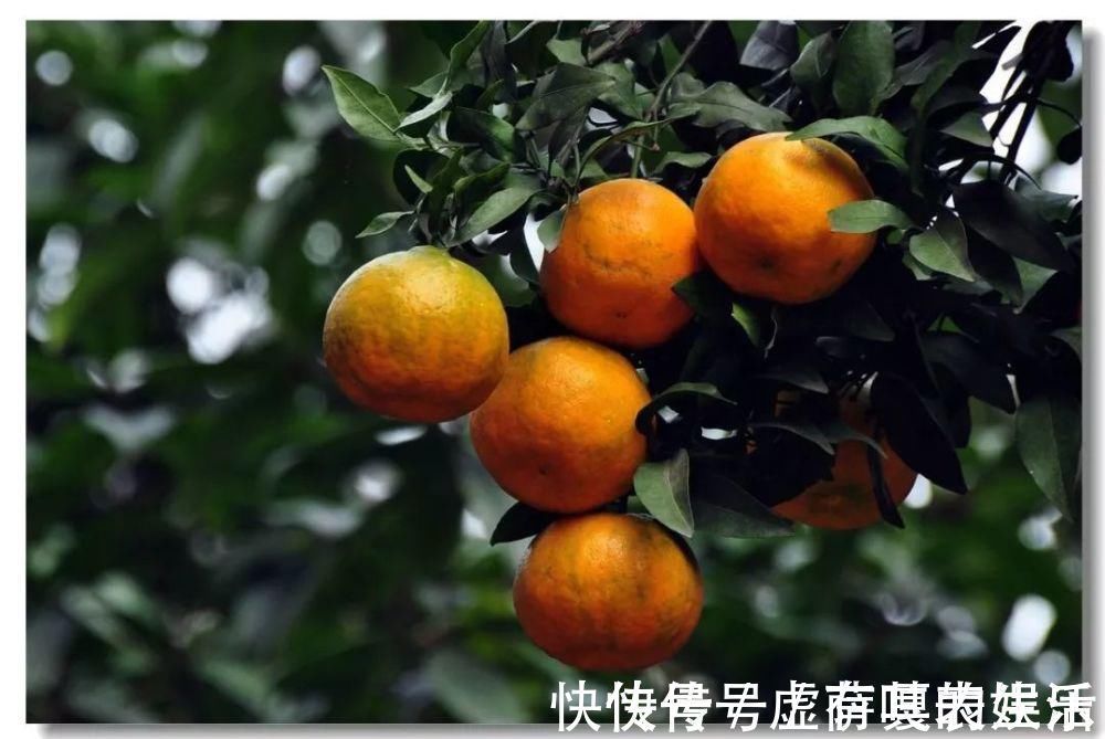 养花|老花匠:扔4种“东西”,就是扔钱,比花肥还好用,不花钱!