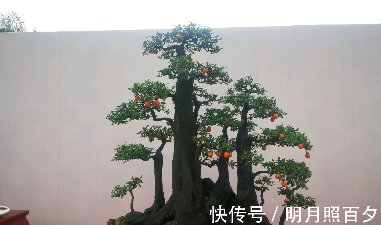 金弹子生桩长出来的新芽怎么留芽？别急，小心假活，成枝再选美