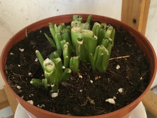 叶子|嫌花长的丑,趁现在砍头,满盆都是新叶子!