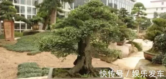 失眠|农村常见植物，可盆栽作盆景，珍贵价值大，家里养上一盆可治失眠