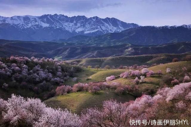 霍城大西沟花海拍摄记