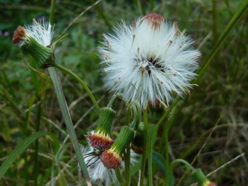 毒素|蒲公英加一宝泡水喝,每天一杯,排出毒素垃圾,给肝脏洗个澡