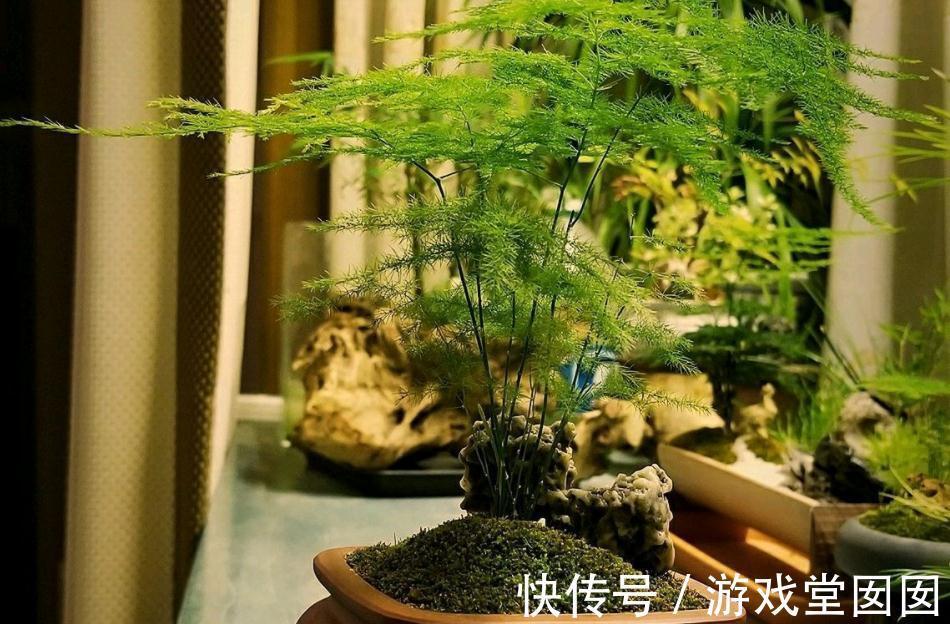 文竹不是竹，却有竹的气节，室内盆栽多注意3点，长得枝叶繁茂