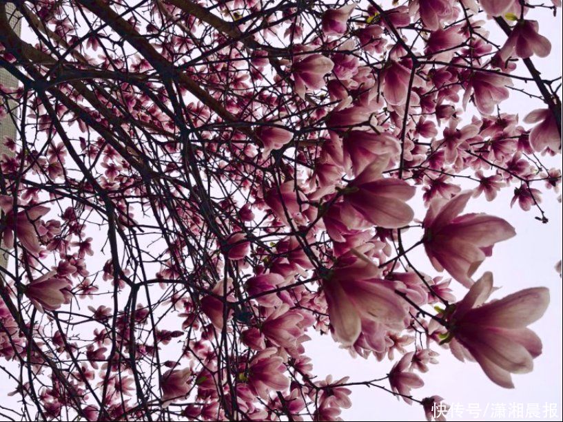 花花校园 | 春日游，湖南高铁职院里繁花闹枝头