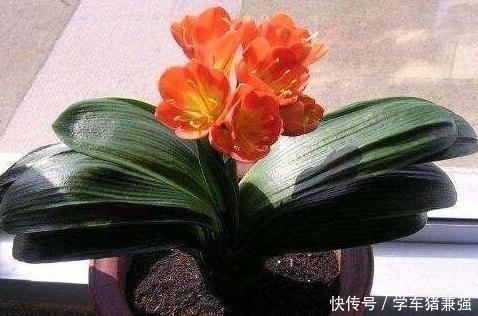 植株|入秋如何给君子兰强根偷学3点技巧,换盆后蹭蹭窜新叶!