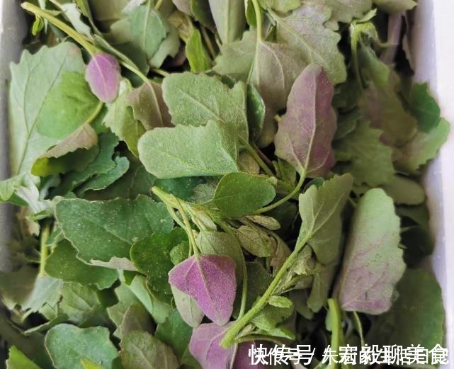 小馋猫|它是菜又是药，路边“补钙库”，钙是鸡肉的7倍，补钙质，长个头