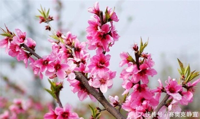 诗经桃花,桃之夭夭,灼灼其华,夭夭是什么意思?