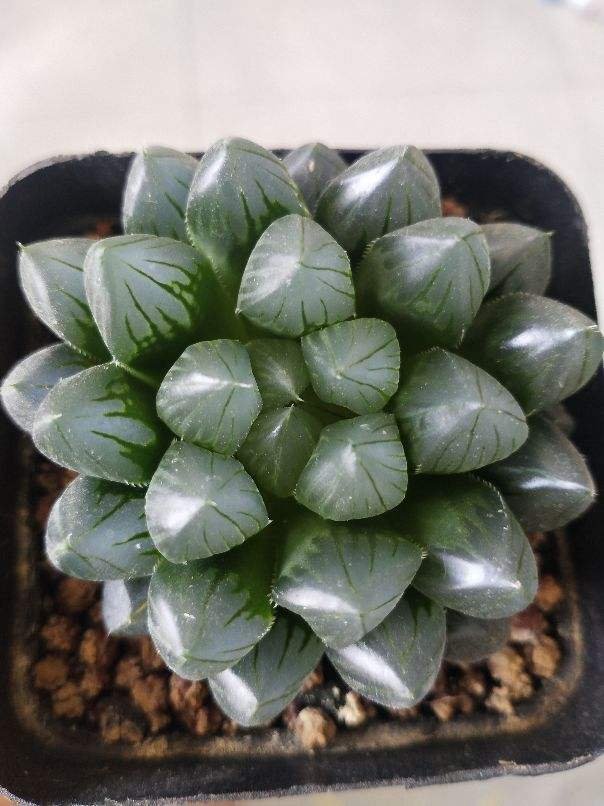 叶片|多肉到了秋天,不注意4个“必须”,今年难出好状态