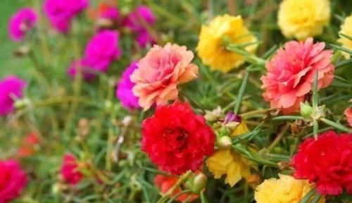 养花|花盆里垫点这东西,营养土都不用买,养花全年不烂根!