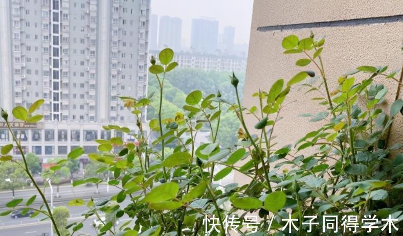 养花催花用这种“水”，株苗2周就冒花，开花又多又美，密如麻