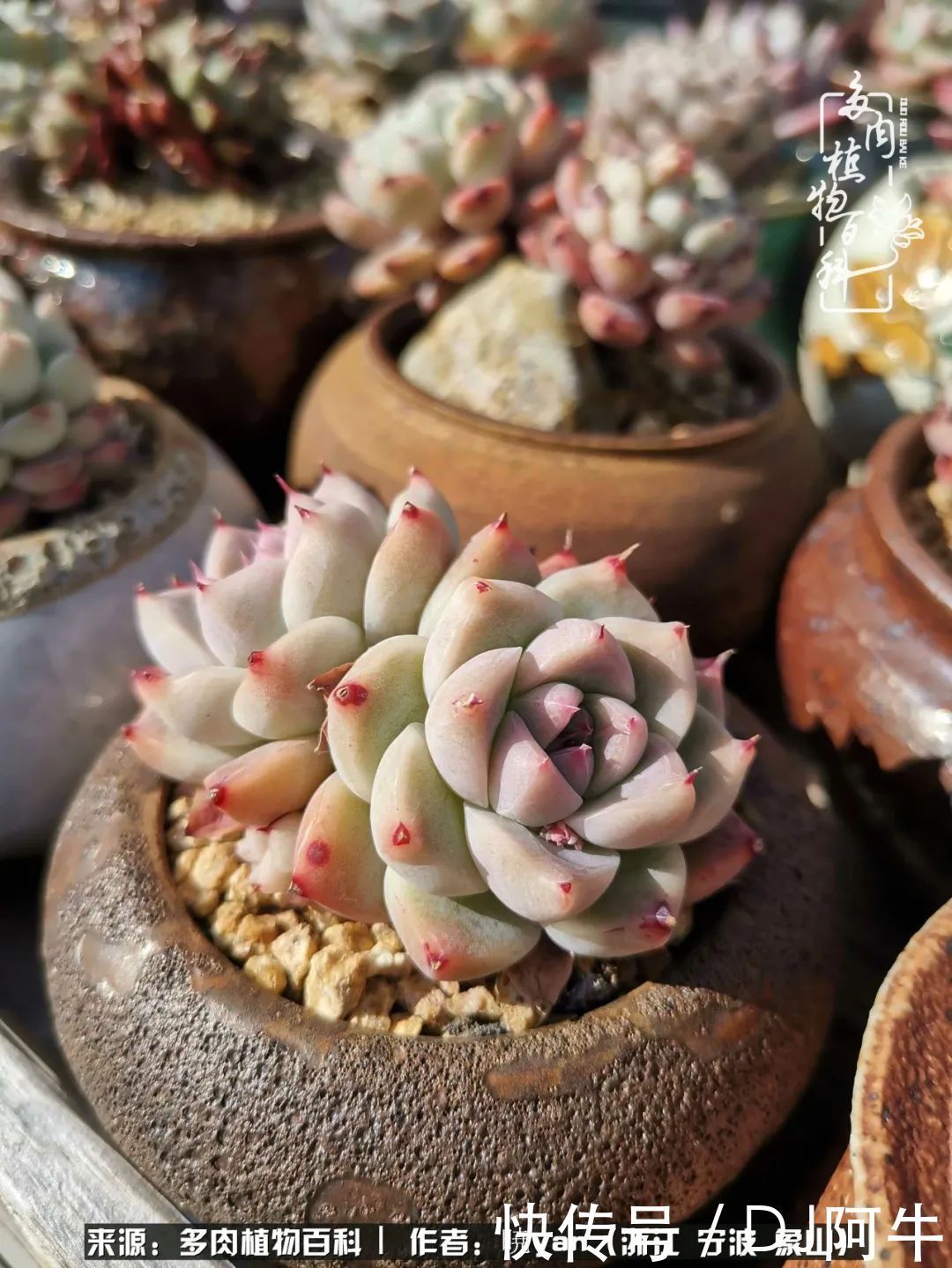 入多肉坑八年,始于初心,一切但求无愧于心